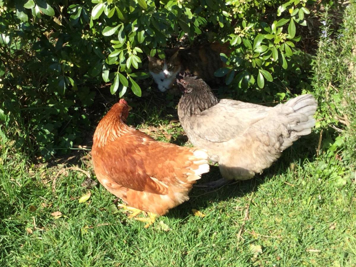 Chambres D'Hotes La Ferme Du Grand Launay Semblançay Εξωτερικό φωτογραφία